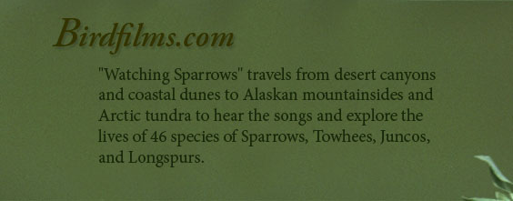 Sparrow header - Explore the lives of 46 species of Sparrows, towhees, Juncos and Longspurs.