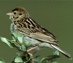 Baird's sparrow sits